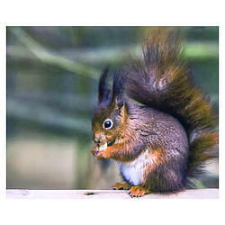 Алмазний живопис "Білочка", 30х40см. в коробці GM71065