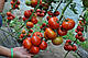 Насіння томата Адріатіка F1, 100 насінин, Sakata, фото 4
