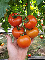 Насіння томата Адріатіка F1, 100 насінин, Sakata