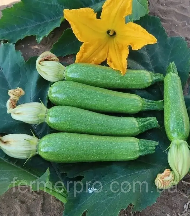 Насіння кабачка Юліан F1 100 насіння Sakata, фото 1