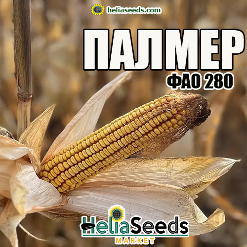 Насіння кукурудзи ПАЛМЕР / посівна кукурудза, фото 1