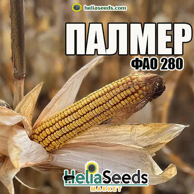 Насіння кукурудзи ПАЛМЕР / посівна кукурудза