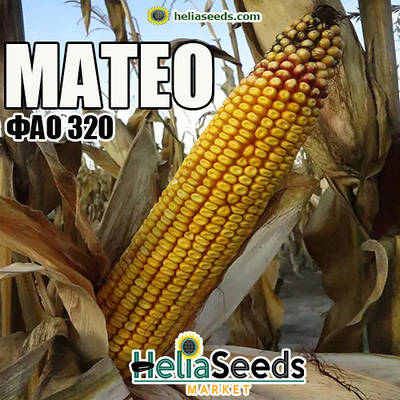 Кукурудза гібрид МАТЕО / насіння посівна кукурудза