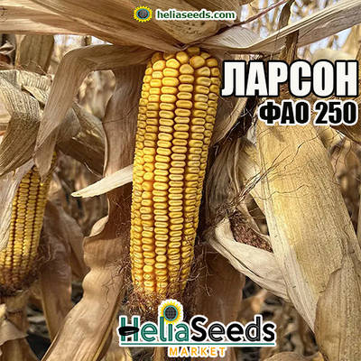 Насіння кукурудзи ЛАРСОН