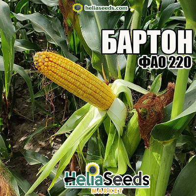 Насіння кукурудзи гібрид БАРТОН / насіння кукурудзи