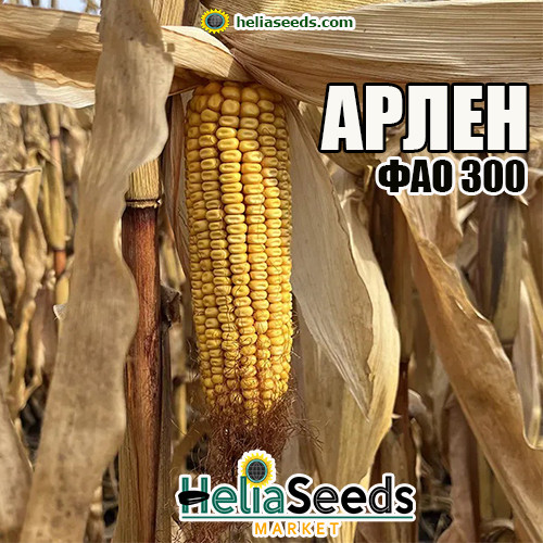 Насіння кукурудзи АРЛЕН / насіння кукурудзи, фото 1