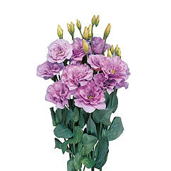 Еустома Маріачі F1 лавандова Sakata/Японія 10 шт