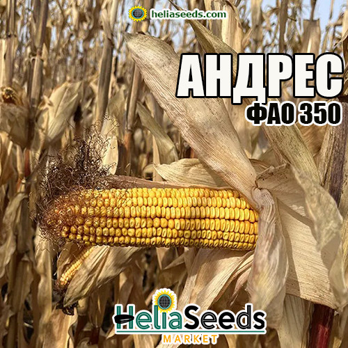 Насіння кукурудзи для посіву АНДРЕС / насіння кукурудзи, фото 1