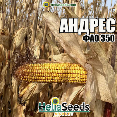 Насіння кукурудзи для посіву АНДРЕС / насіння кукурудзи