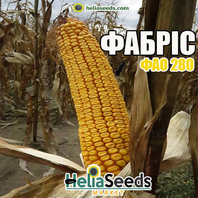 Кукурудза гібрид ФАБРІС (ФАО 280) насіння кукурудза посівна