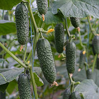 Насіння огірка Северін F1 / Severin F1 (Enza Zaden), 10 насінин — ранній (32-35 днів), партенокарпік