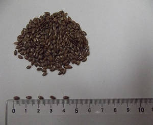 Льон насіння Запорізький Богатир (90-95 днів), 21-25ц/га, Олія 50%, 2-га репр.