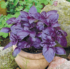 Насіння базиліка Розі Enza Zaden 50000