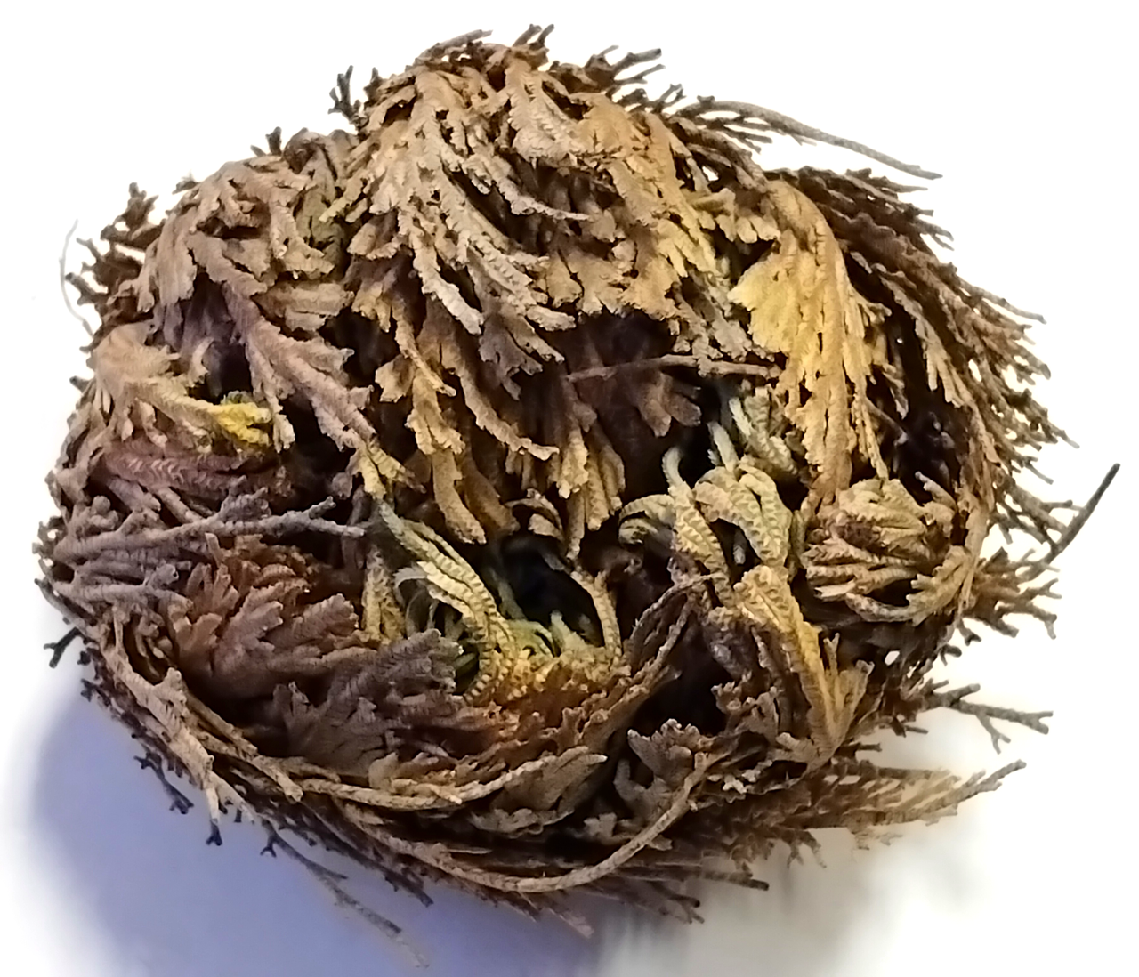 Троянда пустелі (Ієрихонська троянда) 5, фото 1