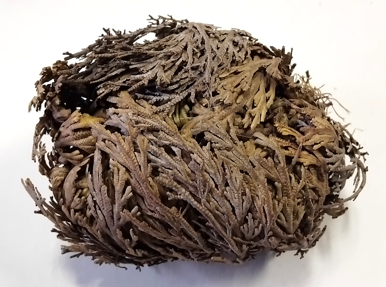 Троянда пустелі (Ієрихонська троянда) 7, фото 1