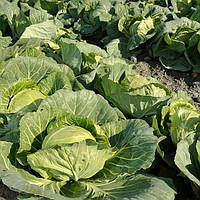 Капуста Агростадіон