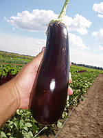 Баклажан Агростадіон