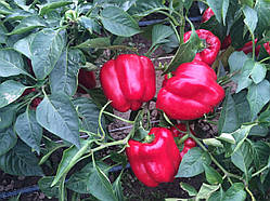 Перець солодкий Геркулес F1  10 шт Агростадіон