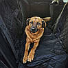 Захисний чохол на заднє сидіння для тварин / автогамак для тварин Black, Gp, фото 3