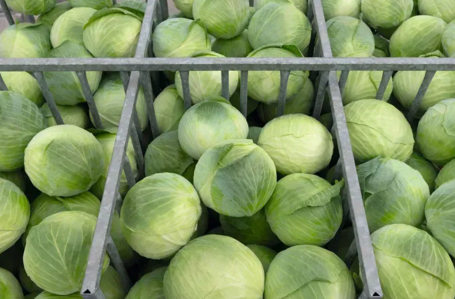 Насіння білоченої капусти Аксель F1 Bejo 2500 калб