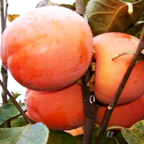 Саджанці хурми сорт Нікітська бордова 1 річні (напівупаковані)