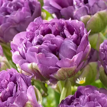 Цибулини тюльпанів