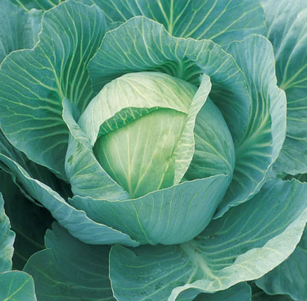 Насіння білоченої капусти Вісконт F1 Clause 2500, фото 1
