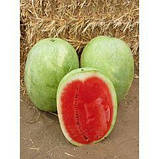 Кавун Банір F1 (KS-1819) Kitano seeds 100 нас, фото 2