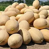 Диня Трібека F1 Kitano seeds 100 нас, фото 2