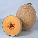 Диня Трібека F1 Kitano seeds 100 нас, фото 4