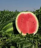 Кавун Балу F1 (KS-165) Kitano seeds 100 нас, фото 2