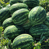 Кавун Балу F1 (KS-165) Kitano seeds 100 нас, фото 3