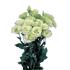 Еустома Маріачі F1 лайм грін Sakata/Японія 10 шт