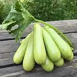 Кабачок Язума F1 (KS-3714) Kitano seeds 250 нас, фото 2