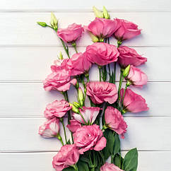 Еустома Маріачі F1 рожева Sakata/Японія 10 шт