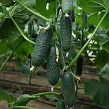 Огірок Такері F1 Kitano seeds 250 нас, фото 2