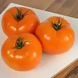 Томат Нуксі F1 KS-17 Kitano seeds 500 нас, фото 3