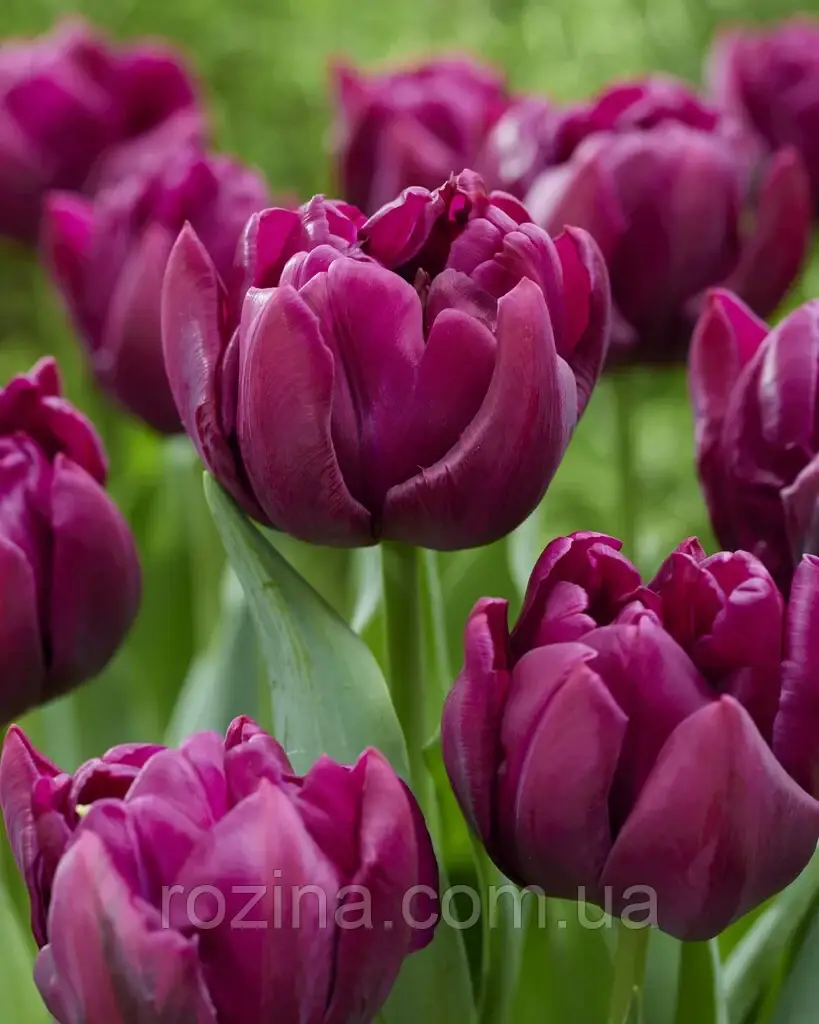 Alison bradley (3 шт), фото 1