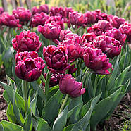 Alison bradley (3 шт), фото 2