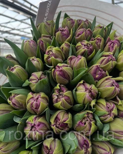 Braga (3шт), фото 1