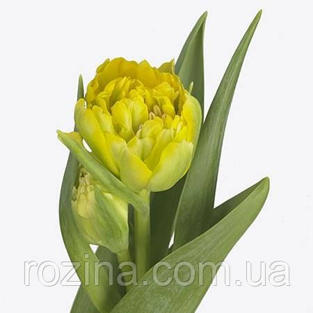 Homerun ( 3 шт), фото 1