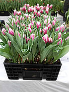 Valeska (3шт), фото 3