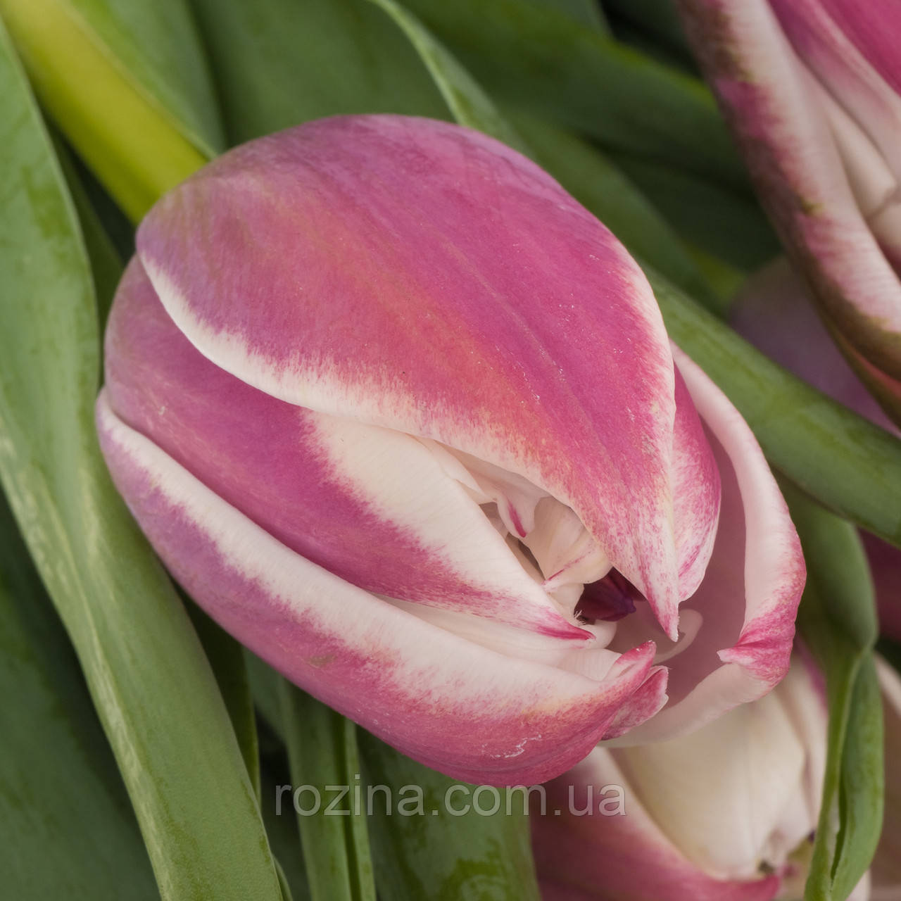 Valeska (3шт), фото 1