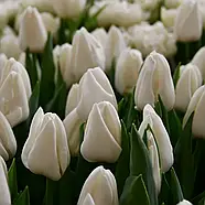 Update (3шт), фото 3