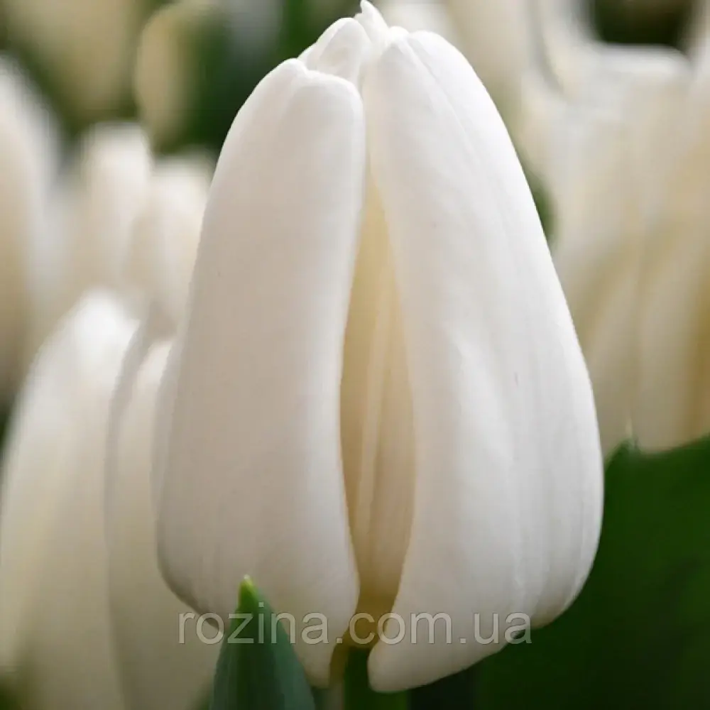 Update (3шт), фото 1