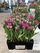 Castello (3 шт), фото 2