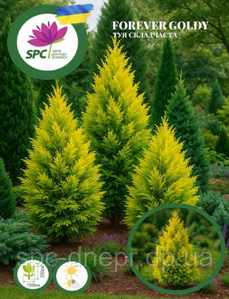 Туя складчаста Forever Goldy