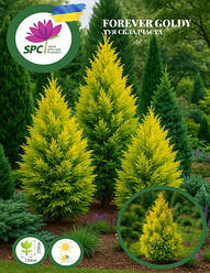 Туя складчаста Forever Goldy