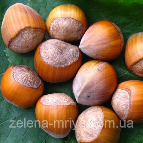 Фундук Тонда ді Джиффоні 2-х річний, фото 1