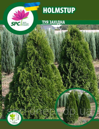 Туя західна Holmstup
